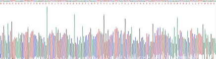 Recombinant C Reactive Protein (CRP)