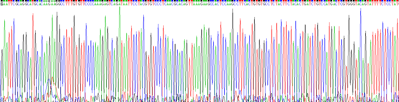 Recombinant C Reactive Protein (CRP)