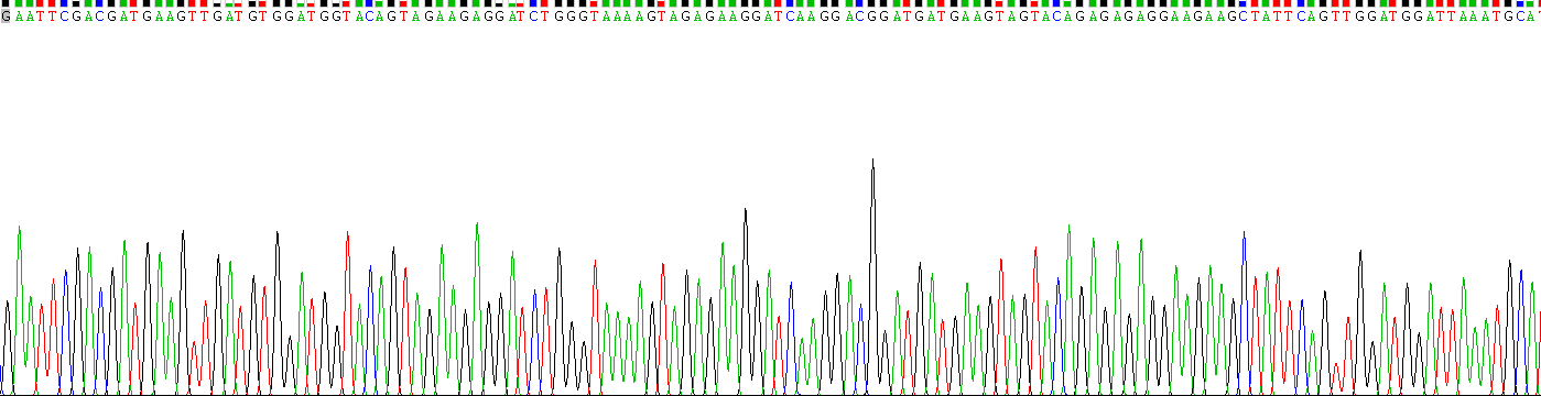 Recombinant Heat Shock Protein 90kDa Beta 1 (HSP90b1)