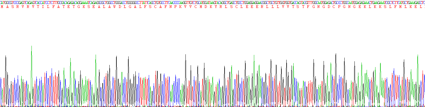 Recombinant Nitric Oxide Synthase 2, Inducible (NOS2)