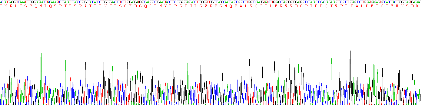 Recombinant Nitric Oxide Synthase 2, Inducible (NOS2)