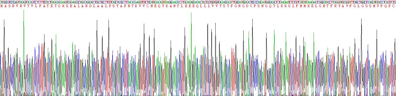 Recombinant Nitric Oxide Synthase 2, Inducible (NOS2)