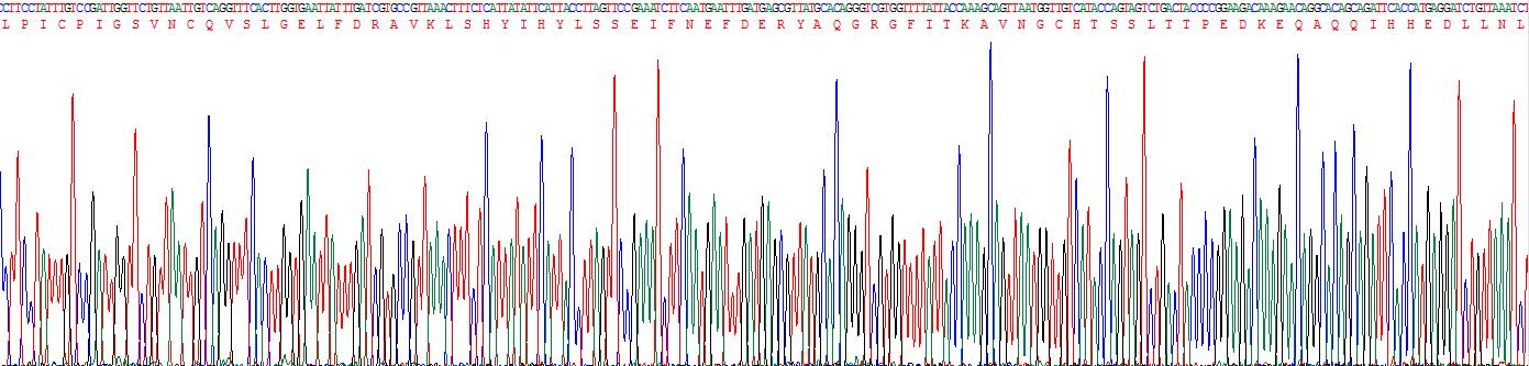 Recombinant Prolactin (PRL)