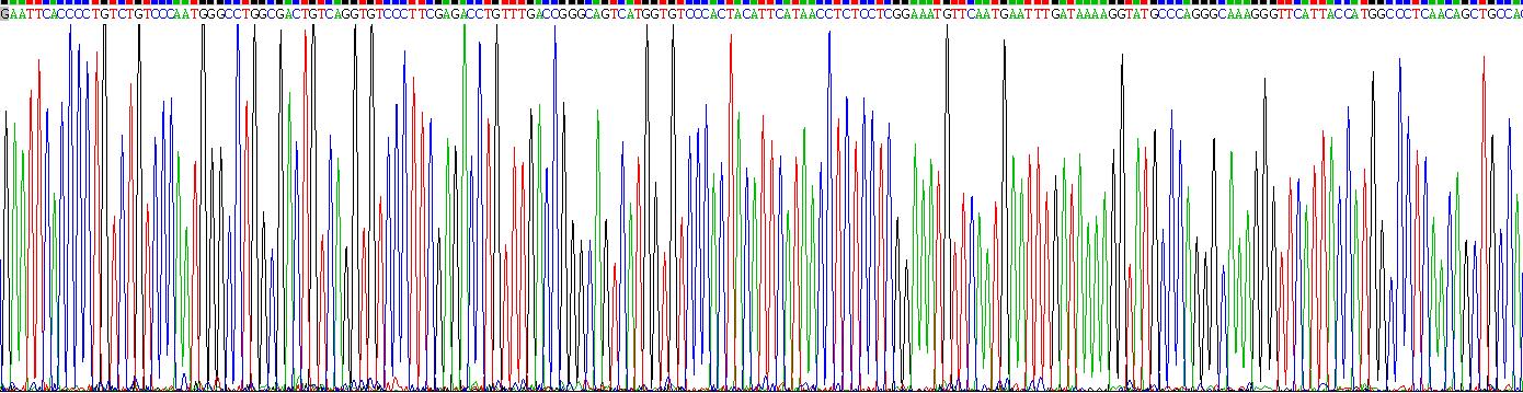 Recombinant Prolactin (PRL)