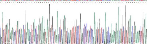 Recombinant Parathyroid Hormone (PTH)