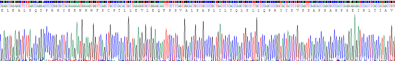 Recombinant Endothelial NOS (eNOS)