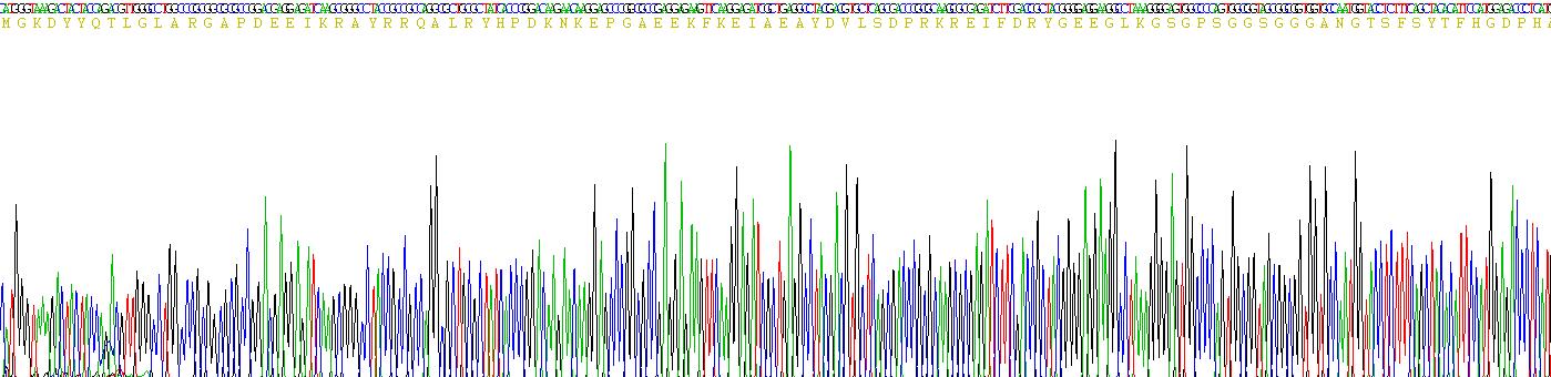 Recombinant Heat Shock Protein 40 (HSP40)