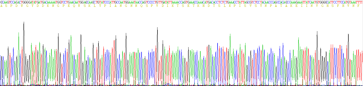 Recombinant Carbonic Anhydrase I (CA1)