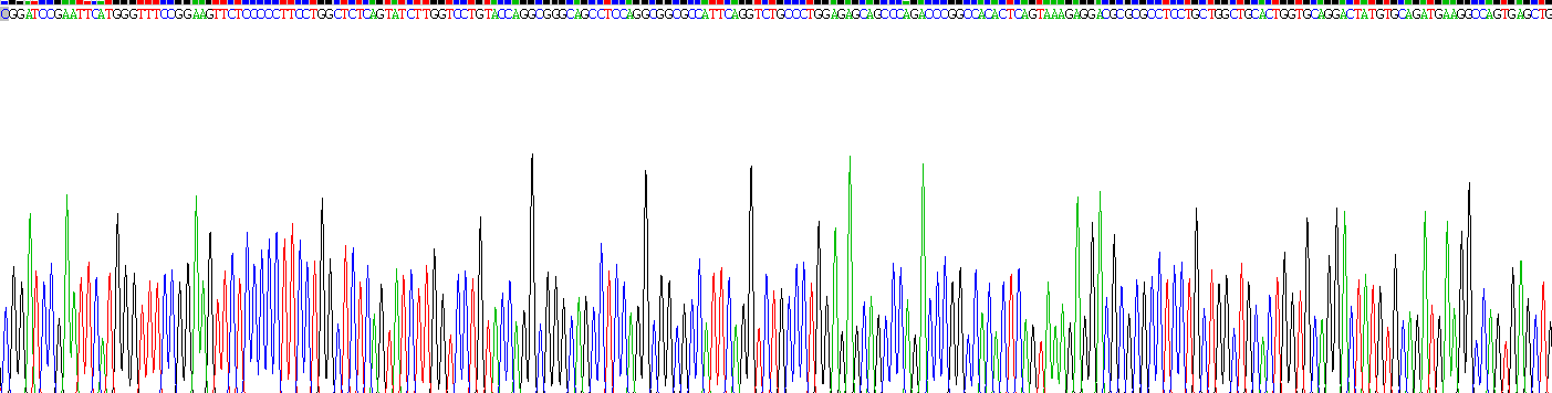 Recombinant Calcitonin Gene Related Peptide (CGRP)