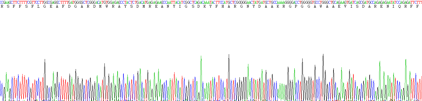 Recombinant Serum Amyloid A (SAA)