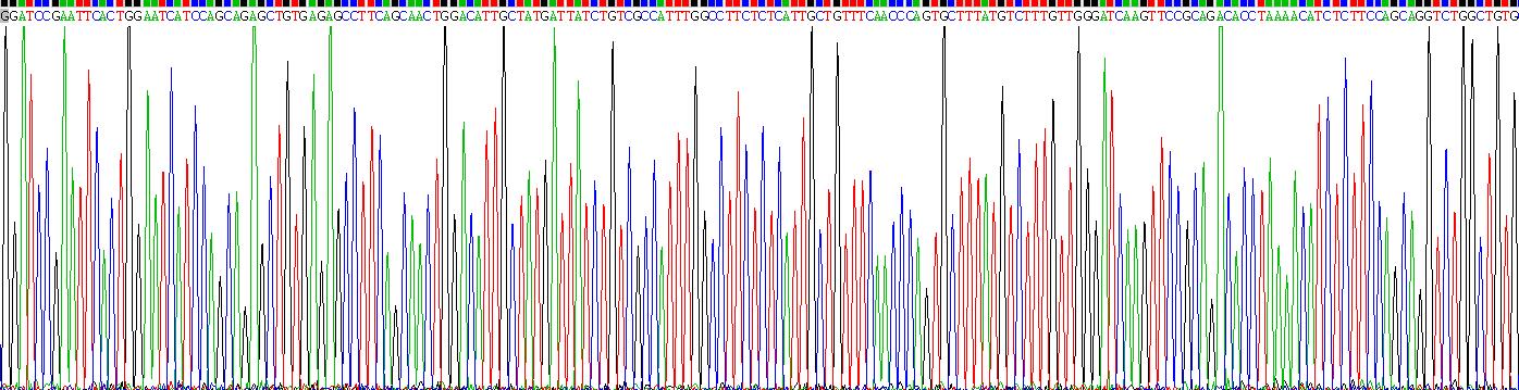 Recombinant Serum Amyloid A (SAA)