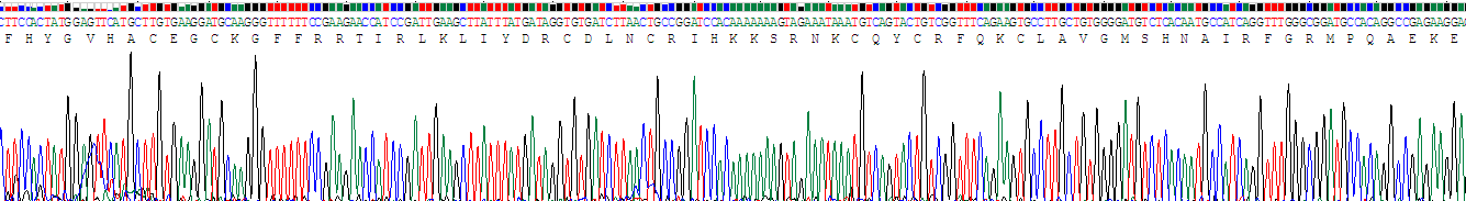 Recombinant Peroxisome Proliferator Activated Receptor Gamma (PPARg)