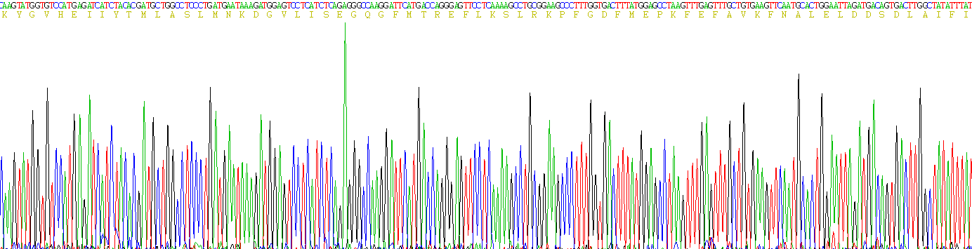 Recombinant Peroxisome Proliferator Activated Receptor Gamma (PPARg)