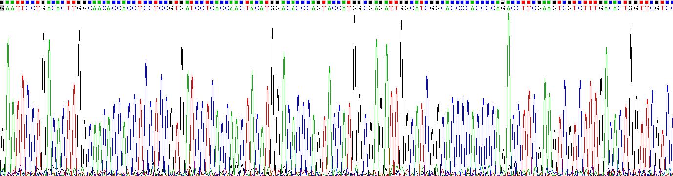 Recombinant Renin (REN)