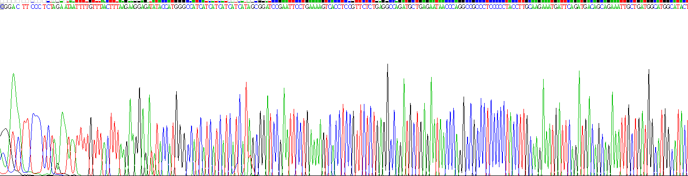 Recombinant Insulin Receptor (INSR)