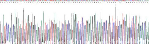 Recombinant Osteopontin (OPN)