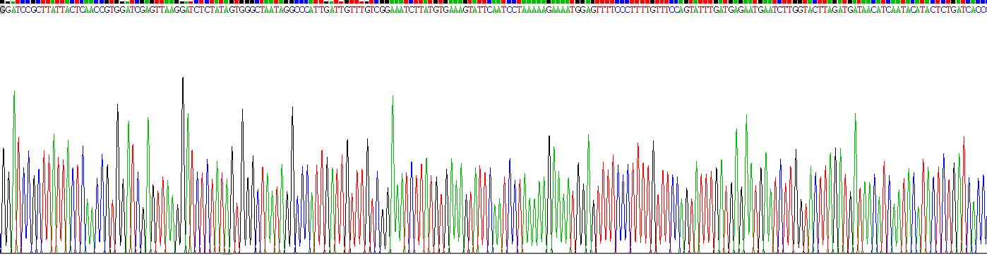 Recombinant Ceruloplasmin (CP)