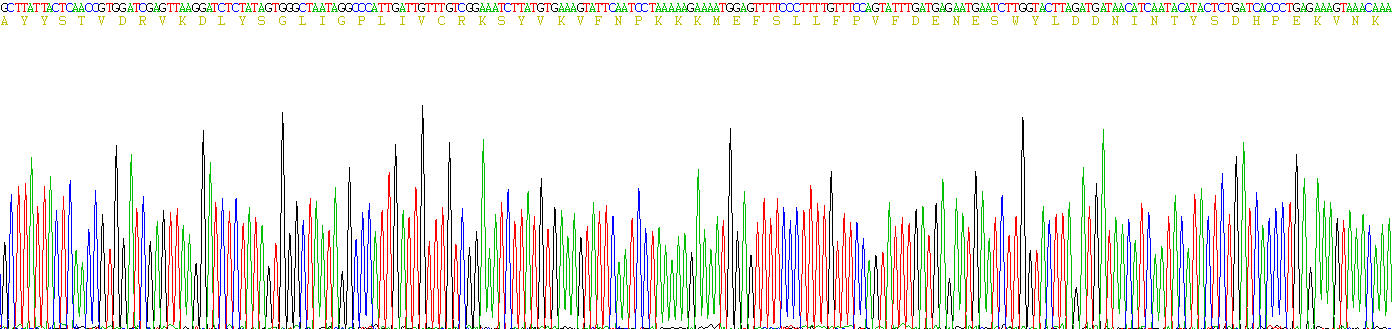 Recombinant Ceruloplasmin (CP)