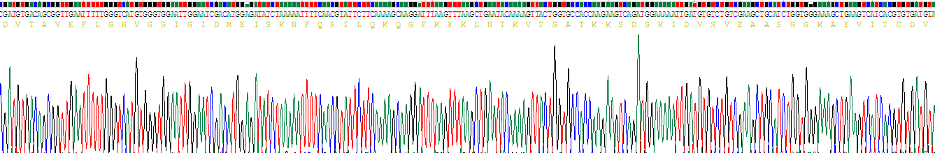 Recombinant Dihydrolipoyl Dehydrogenase (DLD)