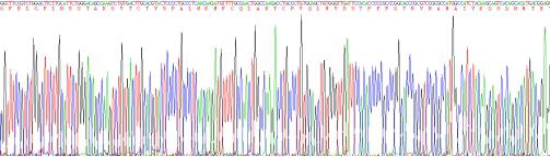 Recombinant Tumor Protein p53 (P53)