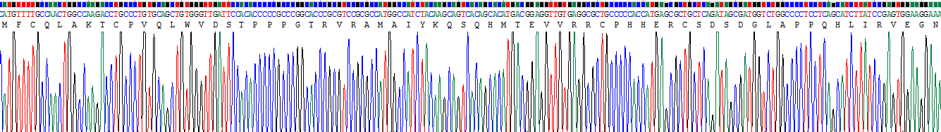 Recombinant Tumor Protein p53 (P53)