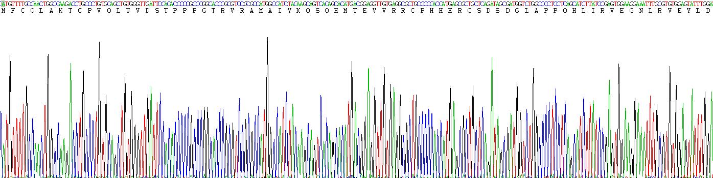 Recombinant Tumor Protein p53 (P53)