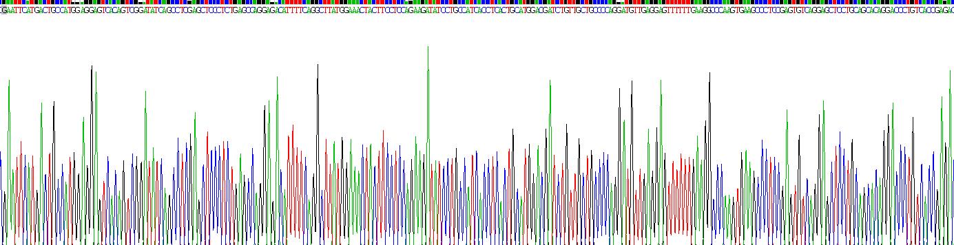 Recombinant Tumor Protein p53 (P53)