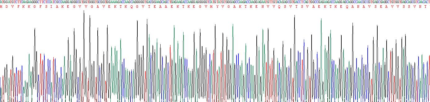 Recombinant Gamma-synuclein (SNCG)