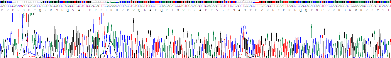 Recombinant Chemerin (CHEM)