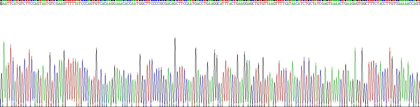 Recombinant ATP Binding Cassette Transporter G2 (ABCG2)