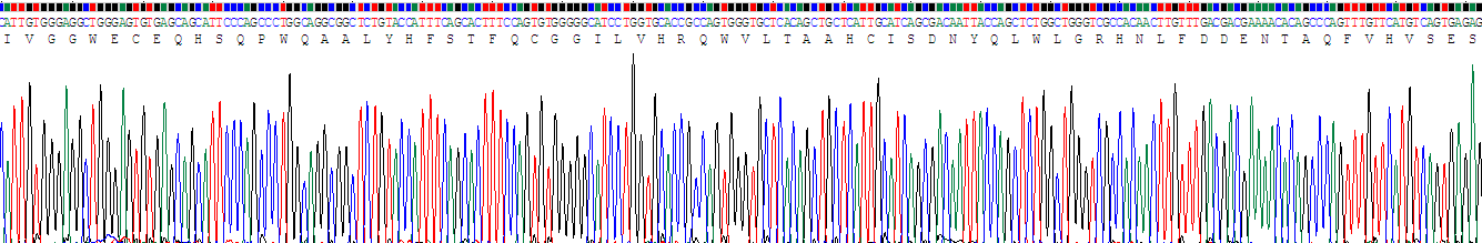 Recombinant Kallikrein 1 (KLK1)