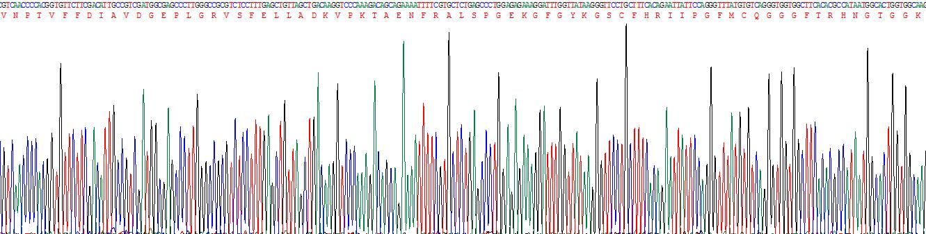 Recombinant Cyclophilin A (CYPA)