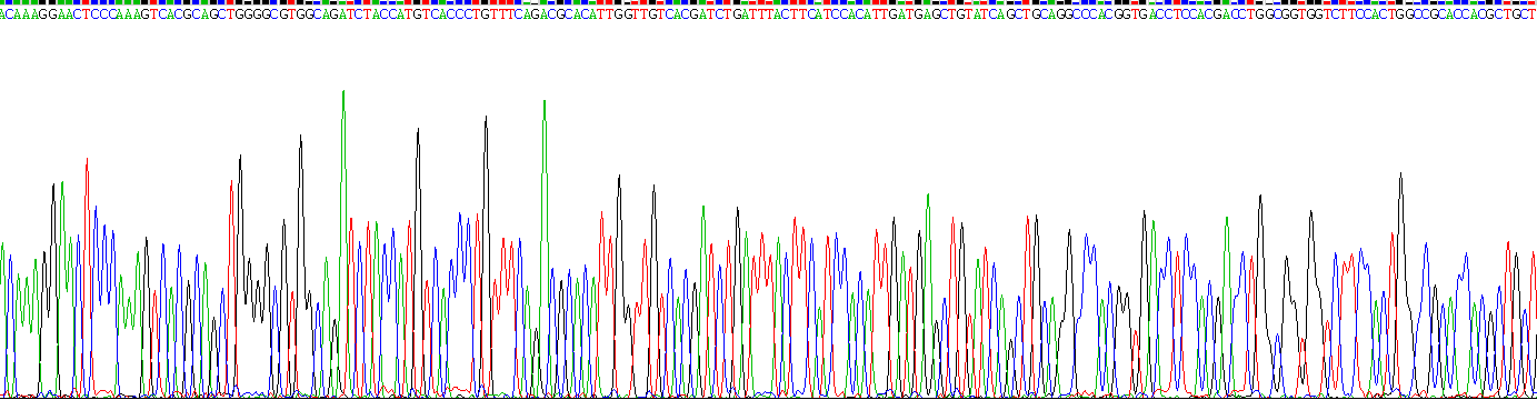 Recombinant Cholinergic Receptor, Nicotinic, Alpha 1 (CHRNa1)