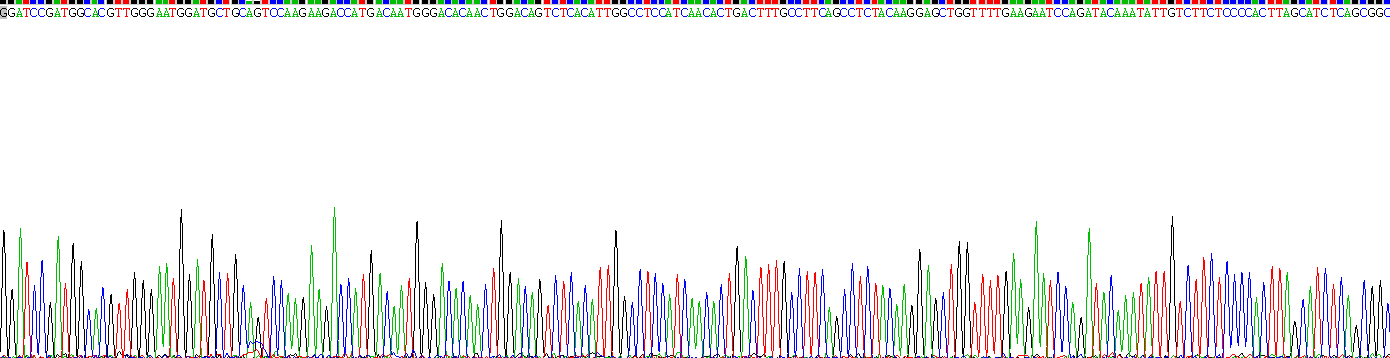 Recombinant Alpha-1-Antichymotrypsin (a1ACT)