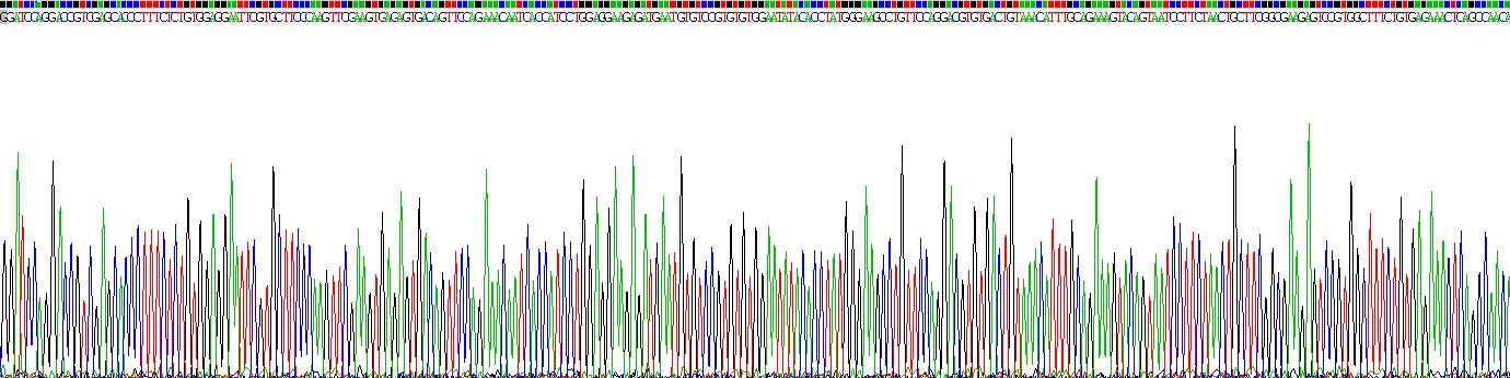 Recombinant Alpha-2-Macroglobulin (a2M)