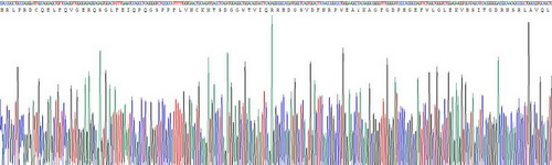 Recombinant Angiopoietin Like Protein 4 (ANGPTL4)