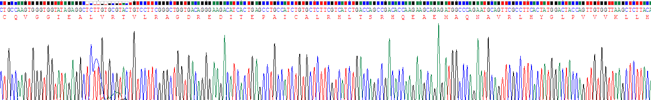 Recombinant Beta Catenin (β-catenin)