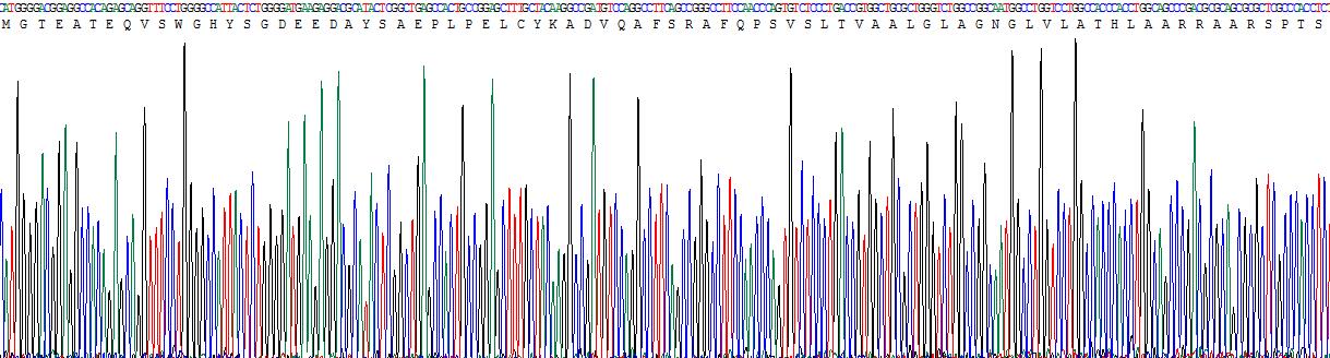 Recombinant Chemokine C-C-Motif Receptor 10 (CCR10)