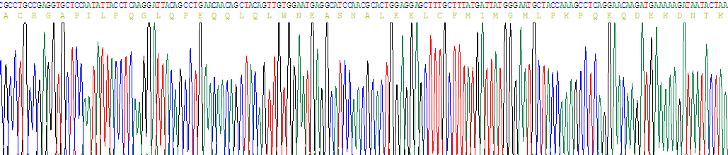 Recombinant Neuromedin U (NMU)