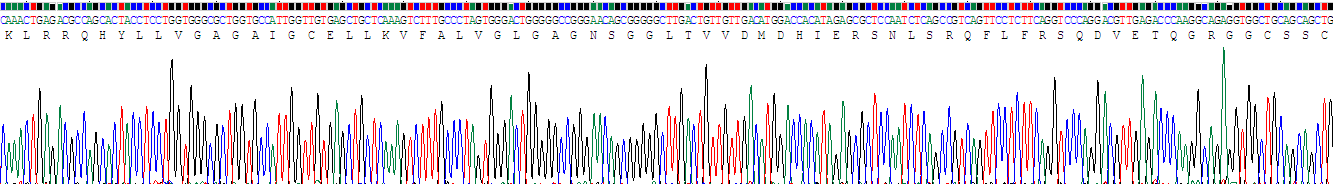 Recombinant Ubiquitin Activating Enzyme E1 Like Protein (UBE1L)