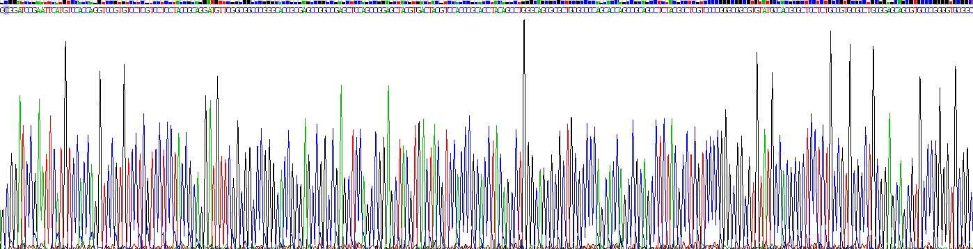 Recombinant Vimentin (VIM)