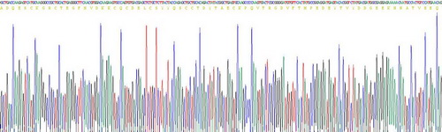 Recombinant Vitronectin (VTN)