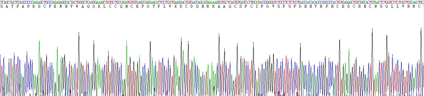 Recombinant Tumor Necrosis Factor Receptor Superfamily, Member 7 (TNFRSF7)