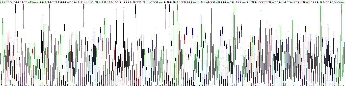 Recombinant Heat Shock 70kDa Protein 1 Like Protein (HSPA1L)