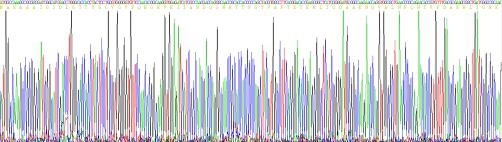 Recombinant Heat Shock 70kDa Protein 1A (HSPA1A)