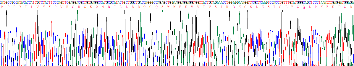 Recombinant Glutathione S Transferase Pi (GSTp)