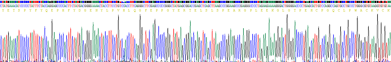 Recombinant Myogenin (MYOG)