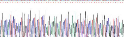 Recombinant Metallothionein 1 (MT1)