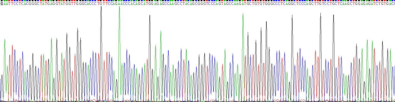 Recombinant Macrophage Stimulating Protein (MSP)