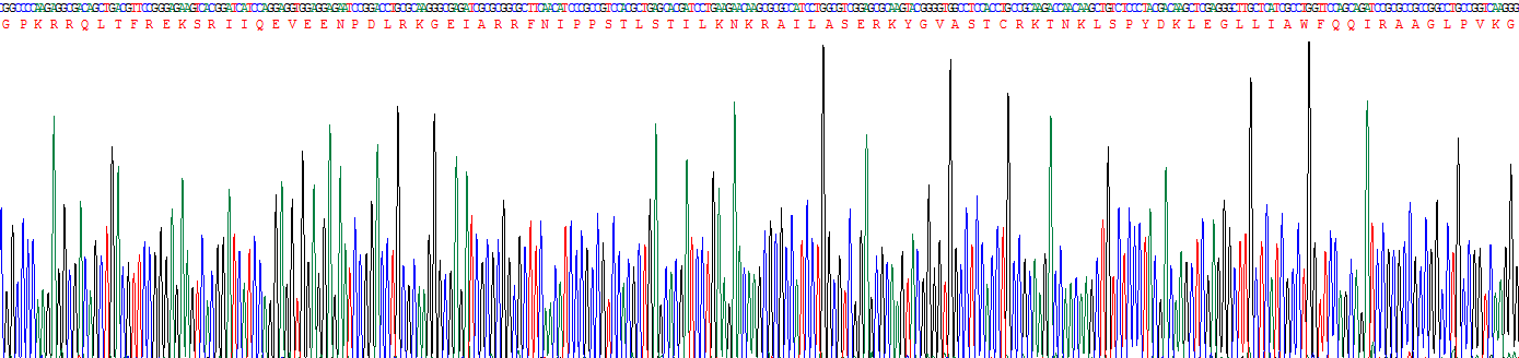 Recombinant Centromere Protein B (CENPB)